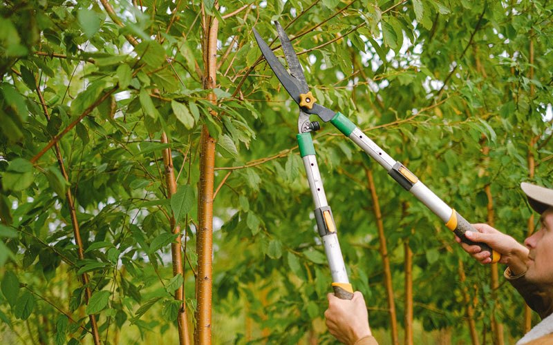 Tree trimming in Hinton, IA